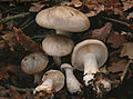 Clitocybe nebularis