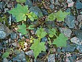 Mycelis muralis, Wall Lettuce - Seedling Kerava, Finland