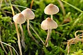 Atheniella sin. Mycena flavoalba