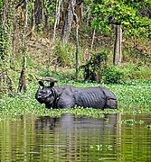 One horned Rhino 05.jpg