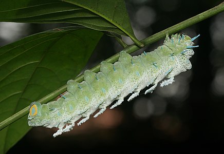 Attacus taprobanis larva