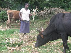 AFRICAN WOMAN FEEDING CATTLE.jpg