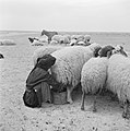 Traite d'une brebis par un Bédouin en Syrie, 1950