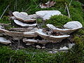 Daedalea quercina sin. Trametes quercina