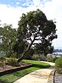 Corymbia ficifolia