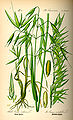 Havre (Avena sativa) (en dansk repræsentant for Poales)