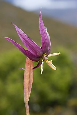 Flor de Isophysis tasmanica.