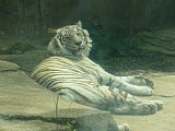 A Bengal tiger (died 2015)[23] takes a nap at Potawatomi Zoo.