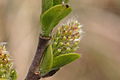 Salix myrsinifolia, weibliche Kätzchen