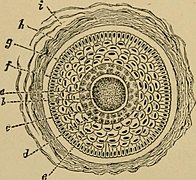 The physiology and hygiene of the house in which we live (1887) (14781295652).jpg