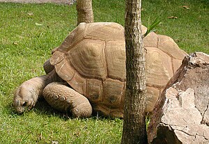 Aldabrachelys gigantea