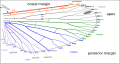 Image 2Venation of insect wings, based on the Comstock-Needham system (from Insect morphology)