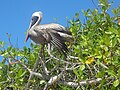 Pelecanus occidentalis