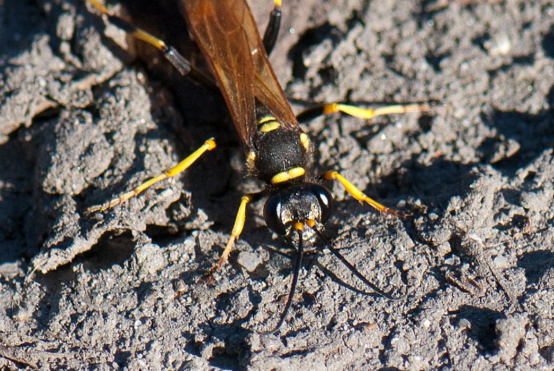 File:Mud dauber face (6146285244).jpg