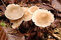 Mycena rosea