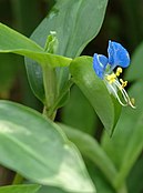 Commelina communis — типовий вид родини Commelinaceae