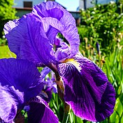 Iris × germanica