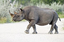 Diceros bicornis - profile - Etosha 2014.jpg