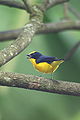 Thick-billed euphonia