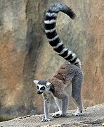 Ring-tailed lemur (Lemur catta)