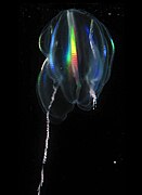 Light diffracting along the comb rows of a cydippid, left tentacle deployed, right retracted