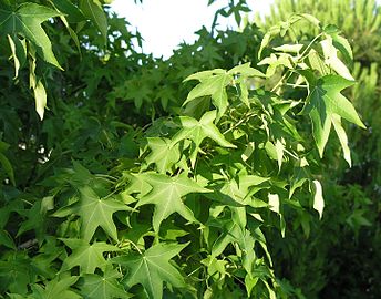 Follaje de Liquidambar styraciflua