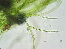 Stigeoclonium, genus tumbuhan Chlorophyta