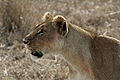 Lionne d'Afrique (Panthera leo, Mammalia, Felidae)