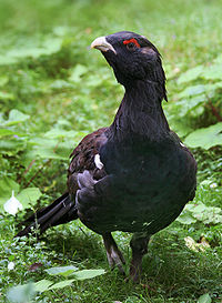 Mednis (Tetrao urogallus)