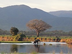 Elefanti al parco nazionale di Mana Pools