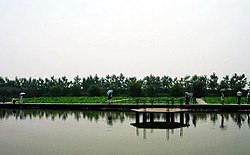 泗洪洪泽湖湿地