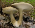 Polyporus ciliatus sin. brumalis