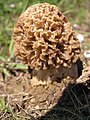 Morchella steppicola