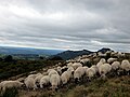 Au sommet du Puy des Goules.