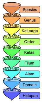 Pelbagai peringkat sistem pengelasan saintifik.