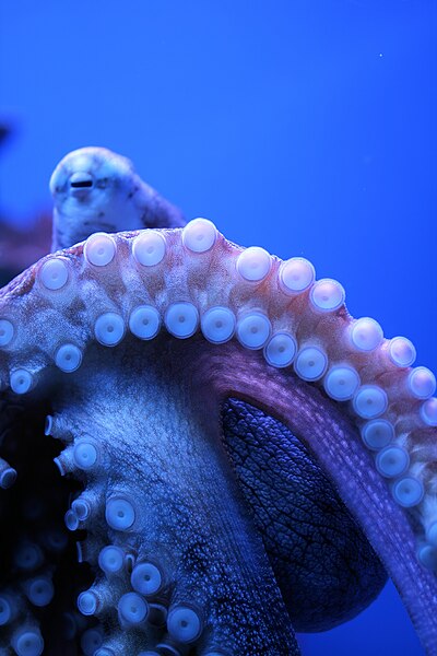 File:Day octopus Octopus cyanea, Maui Ocean Centre 4390.jpg