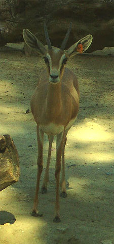 Gazella dorcas