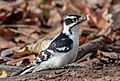 100 Downy woodpecker in PP (90879) uploaded by Rhododendrites, nominated by Rhododendrites,  21,  0,  0