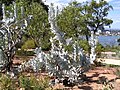 Eucalyptus macrocarpa