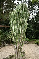 Wolfsmilchgewächs Euphorbia trigona