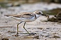 Oiseau à longues et fines pattes, au dos brun et au ventre et à la gorge blanc sur une plage