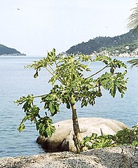 Mae Haad, Koh Tao