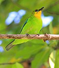 Thumbnail for File:Lemon-throated-leaf-birdtrek.jpg