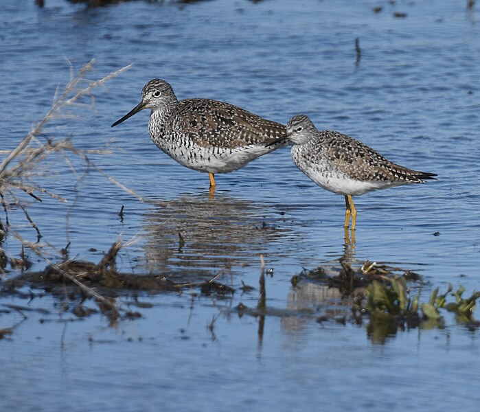 File:Lesser Yellowlegs (foreground), Greater in the back.jpg