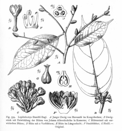 Lepidobotrys staudtii (ilustração de Vegetation der Erde, 1915).