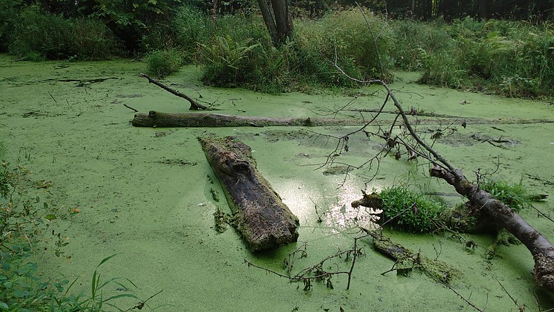 File:Logs and scum in marsh.jpg