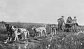 Image 28Cart dogs, c. 1900; different in appearance but doing the same work (from Dog type)