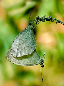 ♀ ♂ Leptosia nina (Psyche), mating