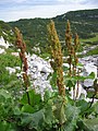 Tirşoya ga ya alpî (Rumex alpinus), li Kurdistanê kêm kes dixwin, ew jî dixaşînin