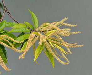 Castanea sativa en fleur.